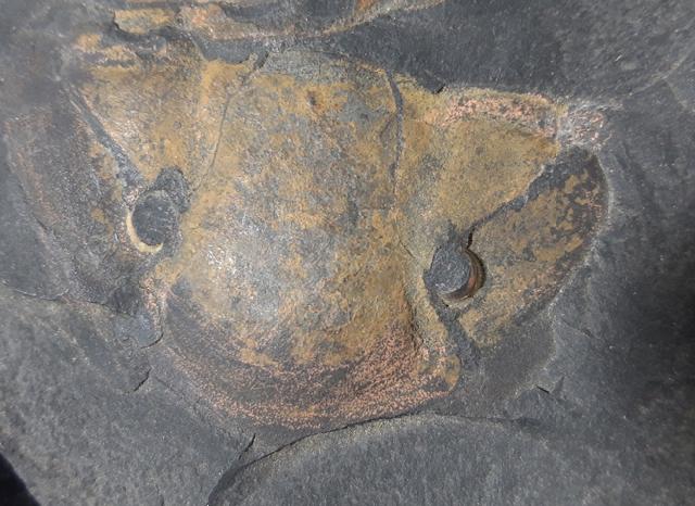 Hoekaspis megacantha (LEANZA 1941) - Bild &copy; FossNet FossilienStore